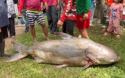 Ngư dân bắt được con cá tra dầu khổng lồ nặng 200kg trên sông