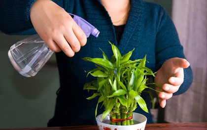 8 loại cây hàng đầu thu hút tài lộc cho bàn làm việc của bạn, đặc biệt nên trồng trong năm 2026!