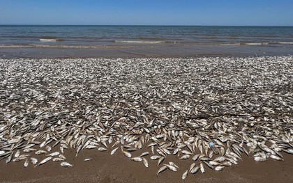 Hàng triệu con cá đang gặp hiện tượng lạ bên bờ biển, chuyên gia cảnh báo: Chuyện này có thể gây ra hậu quả khủng khiếp cho nhân loại