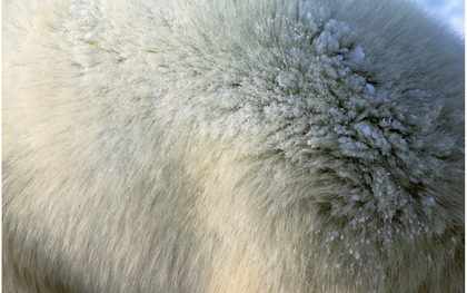 Mấy sợi lông êm mượt này có thể cứu giúp nhân loại