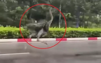 CLIP: Chim "khổng lồ" bất ngờ chạy trên đường phố TPHCM