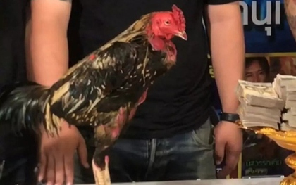 Con gà chọi được trả 2,3 tỷ đồng, chủ gà liền đồng ý bán