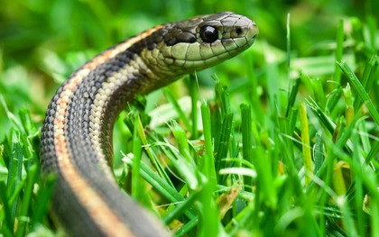 8 loài cây là "khắc tinh" của rắn