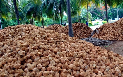 Một 'sản vật' triệu USD của Việt Nam được Mỹ, Trung Quốc ồ ạt thu mua, nước ta là nhà xuất khẩu top 5 thế giới