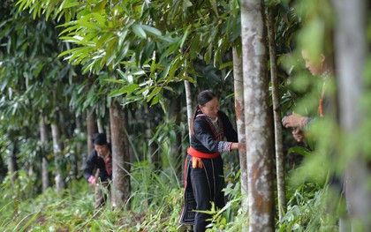 Loài cây làm giàu mệnh danh “cây hạnh phúc”, đưa Việt Nam vào nhóm Top 3 toàn cầu