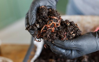 Con vật ăn rác, "thải ra vàng nâu" giúp lão nông dân thu hơn 6,2 tỷ mỗi năm