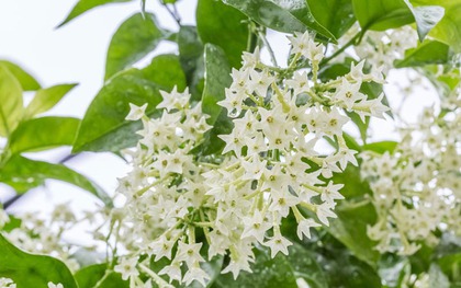 7 cây cảnh đẹp nhưng dễ dụ rắn đến nhà, nếu trồng phải đặc biệt lưu ý