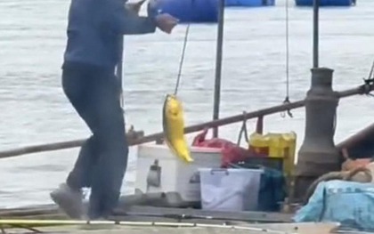 Người đàn ông câu được con cá vàng trị giá 74 triệu đồng trên biển