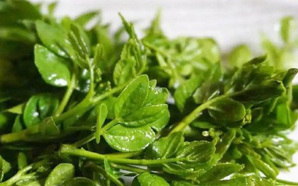 Cây xưa chỉ trồng lấy quả, nay ngắt lá non đem bán cũng ra tiền