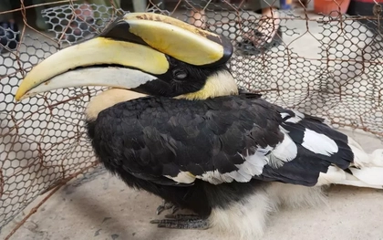 Chim hồng hoàng quý hiếm lạc vào ruộng ở Tây Ninh