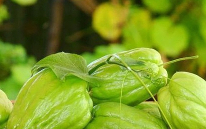 Đến mùa đông là phải ăn loại rau được cho là chứa lượng selen ‘gấp 50 lần hành tây’, chị em đổ xô mua vì nhiều lợi ích không ngờ