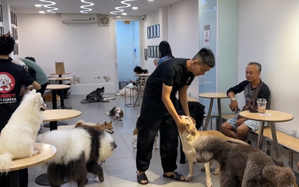 Chó, mèo ở TPHCM được tiêm vắc-xin miễn phí từ ngày 20-12