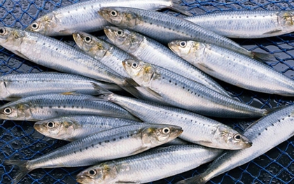 Ra chợ gặp loại cá này thì mua ngay kẻo tiếc: Cá tự nhiên ít nuôi nhân tạo, không nhiễm thủy ngân