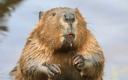 Con người thua hải ly về mức độ chung thủy