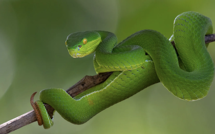 Một bệnh viện tại TPHCM liên tiếp cấp cứu người bị rắn cắn