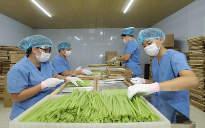 Sản phẩm của nông dân Việt giải được bài toán hóc búa, khiến người Đức "ngạc nhiên", chuyên gia yêu thích