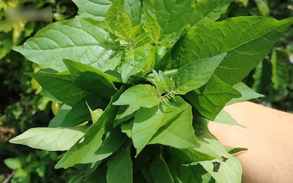 Loại rau dại xưa mọc đầy đường, nay thành đặc sản "bổ như sâm", có tiền chưa chắc mua được