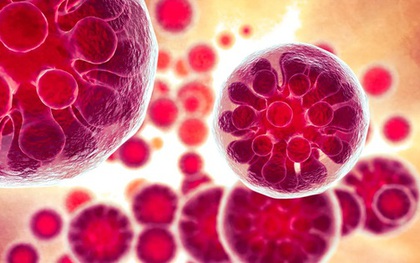 Nhiễm trùng nấm khiến 1 người nguy kịch và 18 ca mắc bệnh