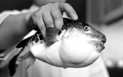 Người đàn ông 32 tuổi nguy kịch vì ăn miếng cá "vạn người mê"