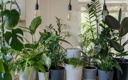 4 loại cây “nuốt” bụi mịn, lọc không khí tốt nhất: Nhà nào cũng nên trồng 1 cây