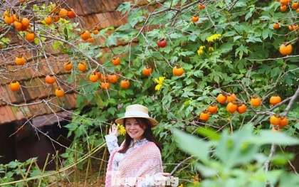 Check in ở 'thủ phủ' hồng cổ thụ chín rực rỡ