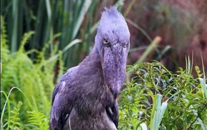 Kinh hoàng loài chim khổng lồ nuốt chửng rắn trong tích tắc