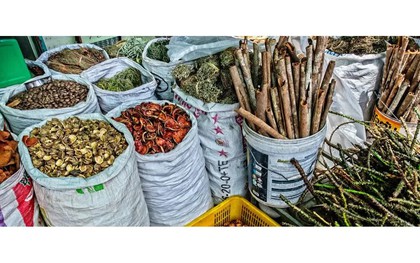 Ra mắt thư viện số toàn cầu về y học cổ truyền