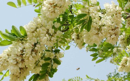 Loại cây tượng trưng cho may mắn và tài lộc, trồng trong nhà còn có được vị thuốc trị "bách bệnh"