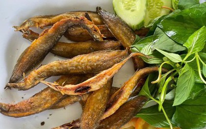 Loại cá được ví như "nhân sâm dưới nước", xuất hiện trong nhiều bài thuốc Đông y