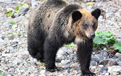 Du khách bị gấu kéo vào rừng, tấn công đến tử vong: Đồng hồ thông minh hé lộ những giây phút cuối đời đầy ám ảnh