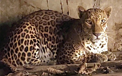 Bắt quả tang một cơ sở đang nuôi nhốt nhiều hổ, gấu, báo tại TPHCM