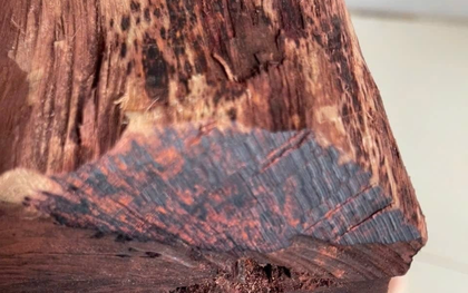 Cây gỗ tại Việt Nam được thương lái Trung Quốc mua giá cao bất thường, một địa phương phải ra cảnh báo