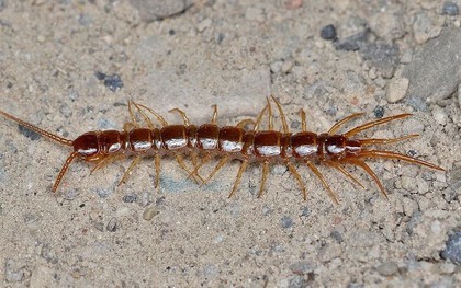 Lý do rết bò vào nhà và cách đuổi chúng "một đi không trở lại"