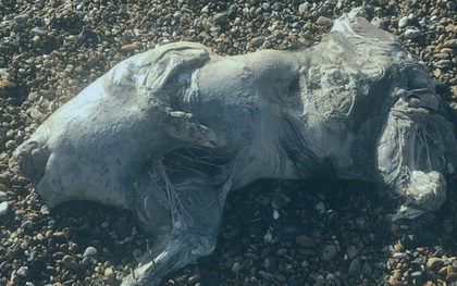 Phát hiện xác sinh vật lạ trên bãi biển, da óng ánh như ngọc trai gây sốc