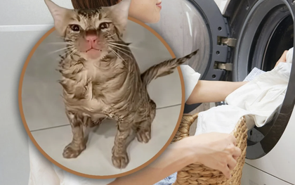 Mắc kẹt hơn 10 phút trong máy giặt đang quay, chú mèo sống sót kỳ diệu, chỉ bị chiếc mũi đỏ