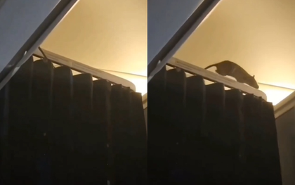 Chuột chạy loạn trong khoang máy bay, hơn 250 hành khách hoảng loạn mắc kẹt