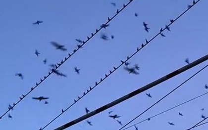 Đang đi dạo, người đàn ông bắt gặp cảnh tượng nổi da gà