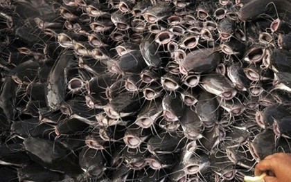 Cả thế giới tranh nuôi nhưng chỉ Việt Nam tạo nên ngành công nghiệp tỷ đô từ 'mỏ vàng' này - chiếm 90% thị phần toàn cầu, Trung Quốc cực ưa chuộng