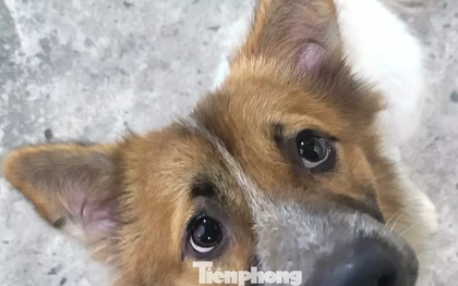 Vụ chó nghi dại cắn bé 1 tuổi ở Đà Nẵng: Bất ngờ về số lượng ổ bệnh dại ở xã