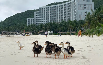 Tình hình hiện tại của đàn vịt dạt vào resort của ông Phạm Nhật Vượng: 6.000 lượt bình luận khiến Vinpearl Nha Trang phải căng não