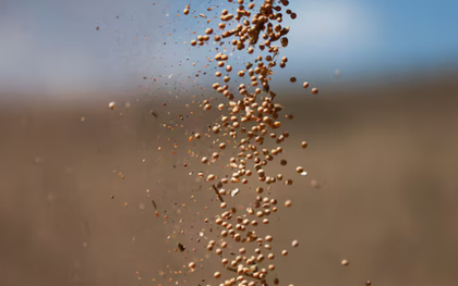 Nhận tin buồn từ Trung Quốc, Mỹ đưa gần 1 triệu tấn ‘hạt vàng’ vào Việt Nam: Nước ta tiêu thụ hàng triệu tấn mỗi năm, giá rẻ hấp dẫn