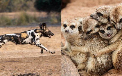 Nghiên cứu mới về sự chung thủy: Con người xếp hạng bất ngờ, nằm giữa chồn đất và chó hoang trên thang đo sinh học