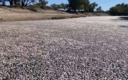 Hàng triệu con cá đột ngột chết: Đây là điềm báo gì cho nhân loại?