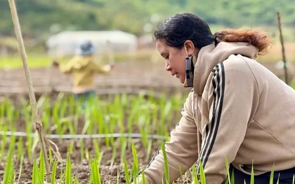'Thủ phủ' hoa lay ơn lớn nhất cả nước sau lũ: Vun đất mà lòng nặng trĩu