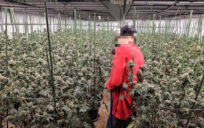 "Mùi quá nồng nặc": Trang trại 1.600 cây cần sa bí mật giữa Bangkok bị triệt phá, 3 người Việt "sa lưới"