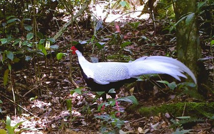 Bắt được con vật quý hiếm khi đi rừng, người dân giao nộp kiểm lâm