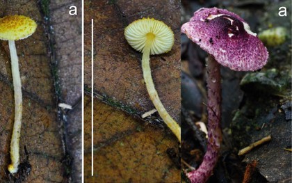 Phát hiện "sinh vật độc" chưa từng có trong rừng Cát Bà