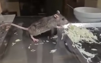 Clip chuột ăn rau trong tủ bánh mì ở Hà Nội khiến người xem rùng mình: Chủ quán giải thích