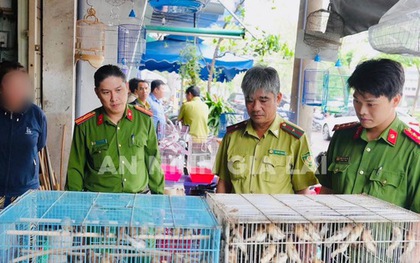 Tạm giữ 150 chim ri do người dân nuôi nhốt trái phép ở Gia Lai