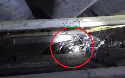 Nhìn lên trần nhà, người đàn ông phát hiện cảnh tượng "nổi da gà"